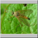 Rhagio tringarius - Schnepfenfliege 03.jpg